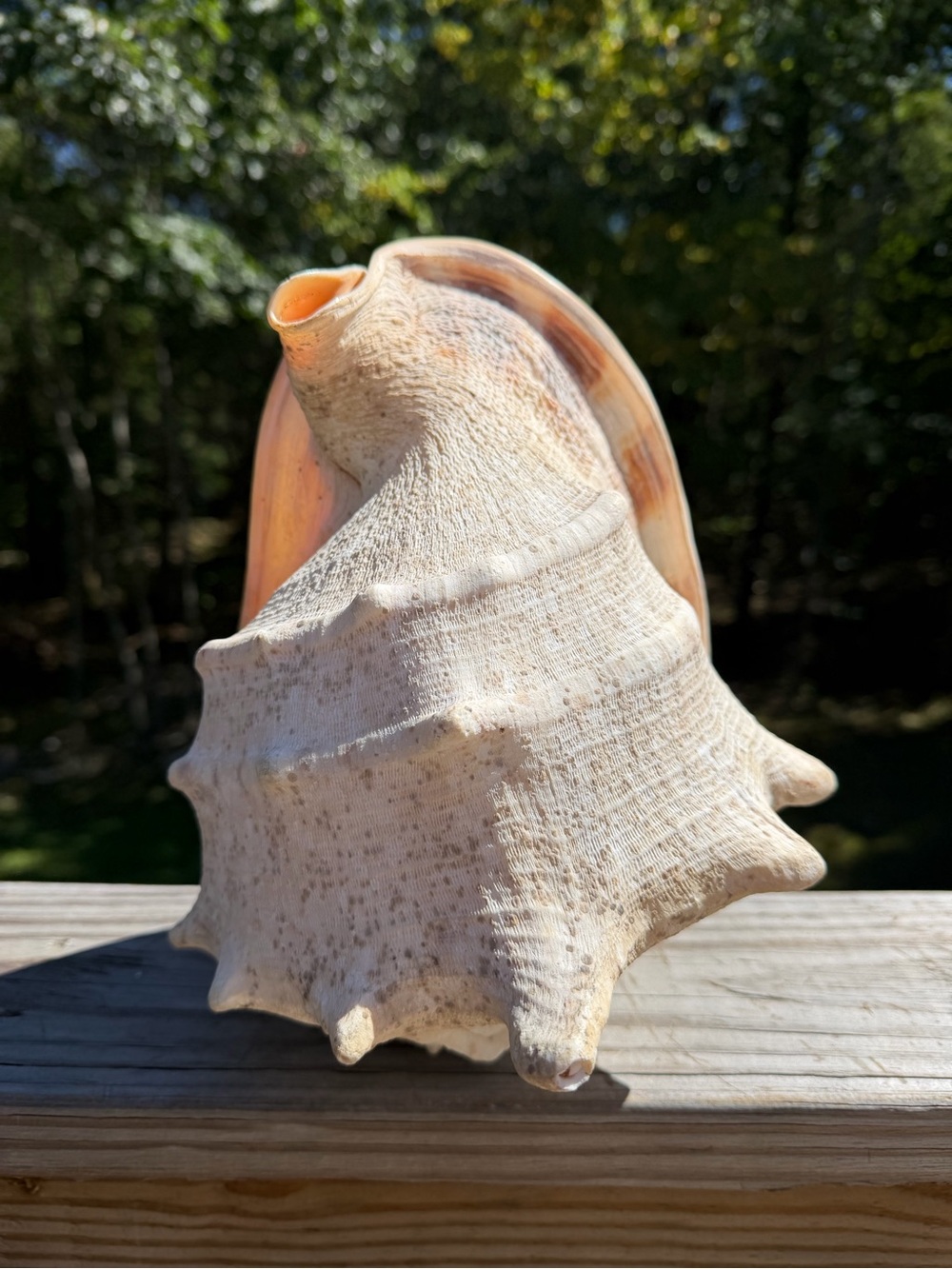 10+” Large | Cassis tuberosa | King Helmet - Picture 6 of 16